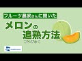 早く食べたいあなたに！追熟に最適なメロンの保存法