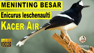 KICAU SUARA BURUNG MENINTING BESAR KACER AIR