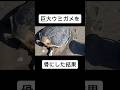 【閲覧注意】過去最大級のウミガメを骨格標本にするVTuber 詩花羽なぬの #vtuber