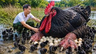 Catching The Black Chickens That Lay Too Many Eggs… Then I Found 100 Chicken Eggs