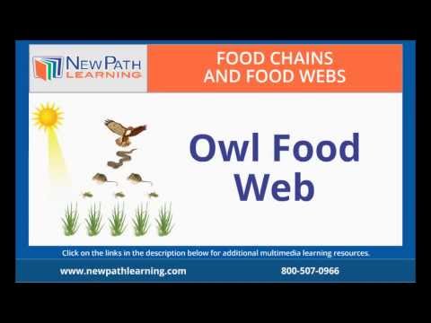 Food Chains and Food Webs-Owl Food Web