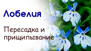 видео Лобелия - выращивание из семян, посадка и уход, высадка в саду