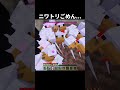 ニワトリごめん... #shorts #マインクラフト#マイクラ