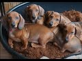 Dachshund puppies growing up | Time lapse