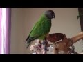 Senegal Parrot Sounds