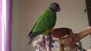 Senegal Parrot Sounds