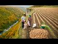 🔥 Why Grow Potatoes 45 km Away at an Altitude of 900 Meters and Not in the Village?