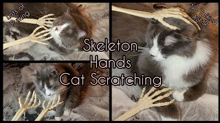 ASMR | Halloween Skeleton Hands Cat Scratching with LOTS of Purring | NO TALKING | #asmr #asmrbyroxy