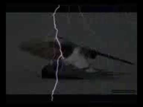 مصطفى كامل وهشام الجخ