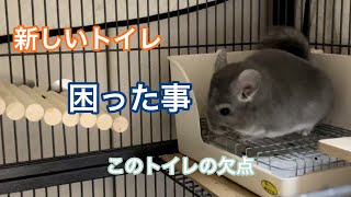 【プチモヒカンチンチラ】新しいトイレの欠点／SANKOラビットフィットパンChinchilla Pong peeing in the toilet.