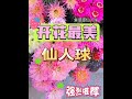 仙人球开花真的很惊艳！养过的花友都知道！#仙人球 #彩草仙人球 #多肉花园