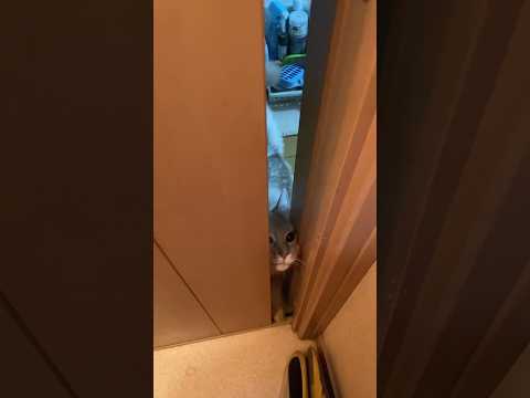 トイレにまで付いてくる猫#shorts #猫#ソマリ