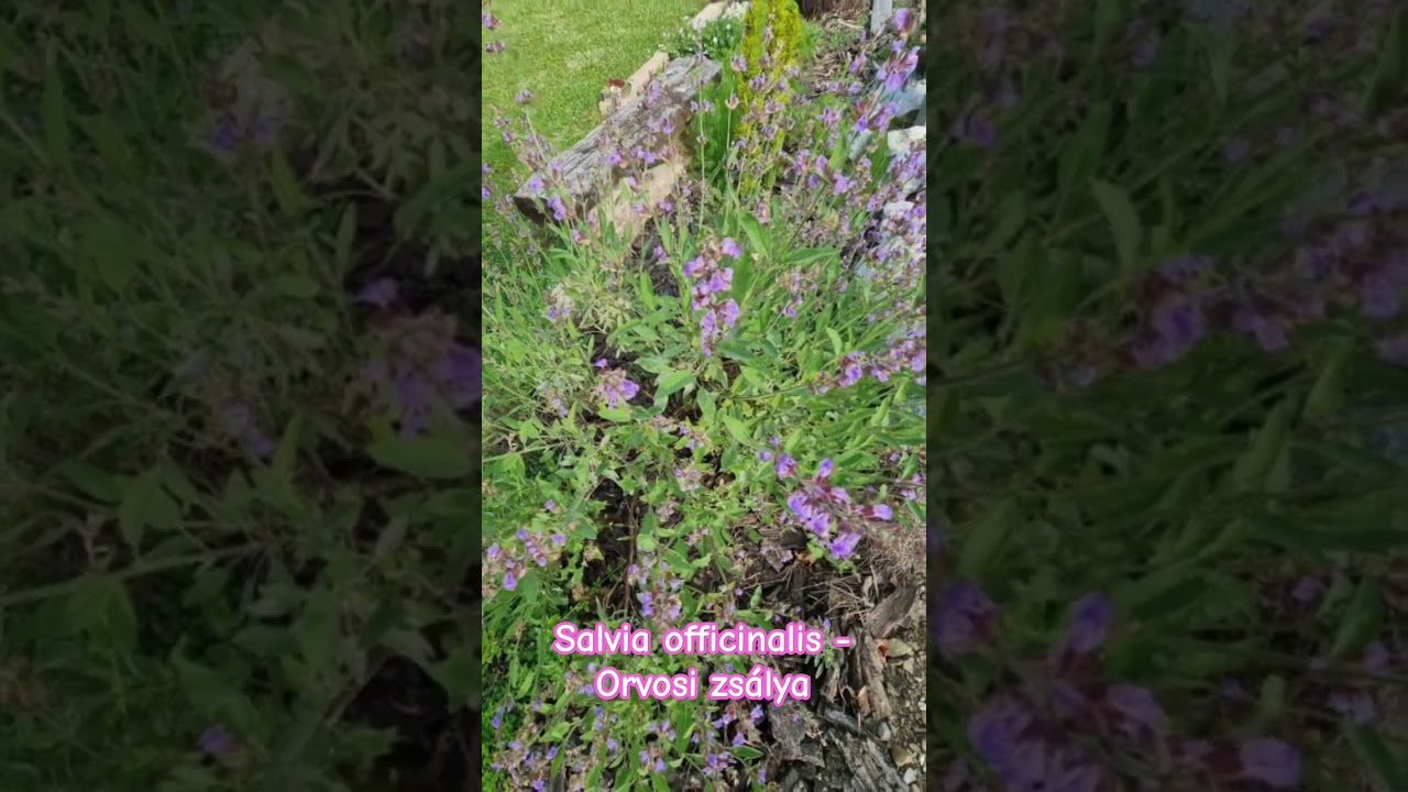 Salvia officinalis - Orvosi zsálya