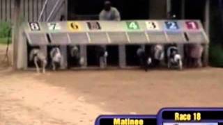 2011-04-22 A18 Wheeling - Greyhound Racing