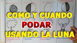 Que Luna🌜 utilizar para PODAR las plantas 🌱