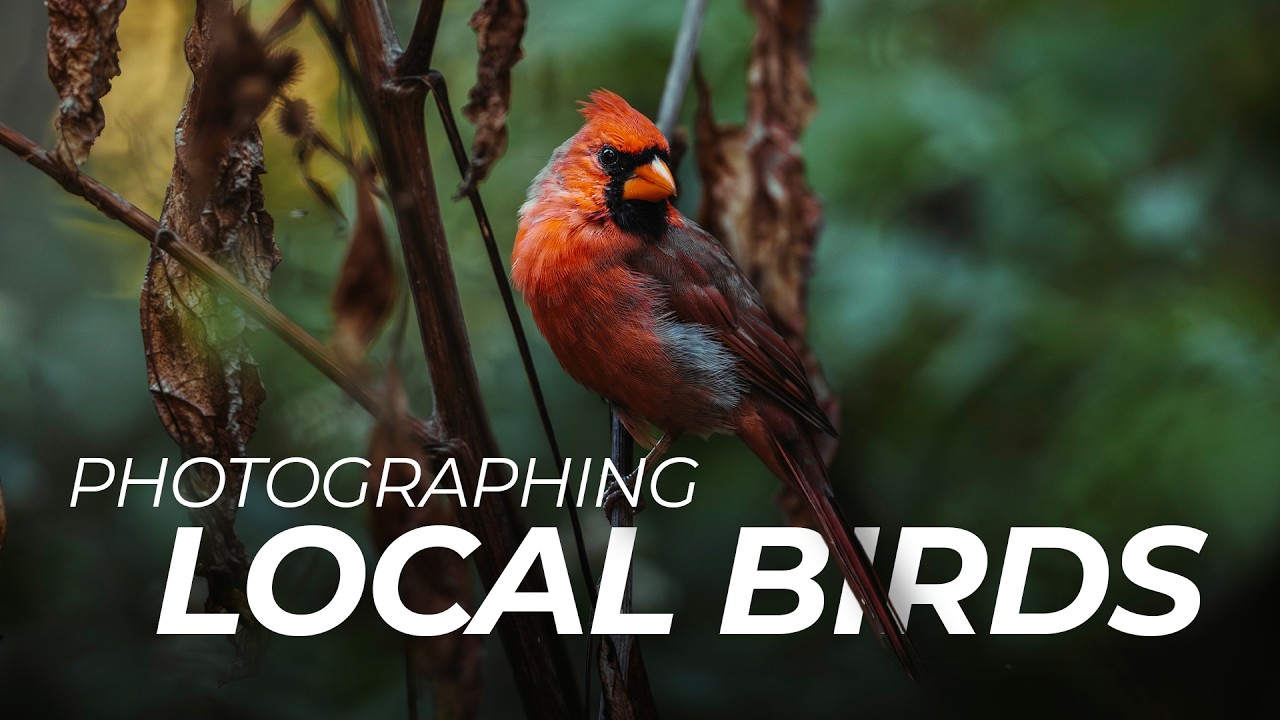 Winter Birding: How To Take Bird Photos in Your Backyard