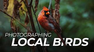 Download Lagu Winter Birding: How To Take Bird Photos in Your Backyard MP3