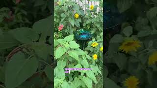 #springdiaries #garden #gardening #update #spring #nature #homesteading #plants