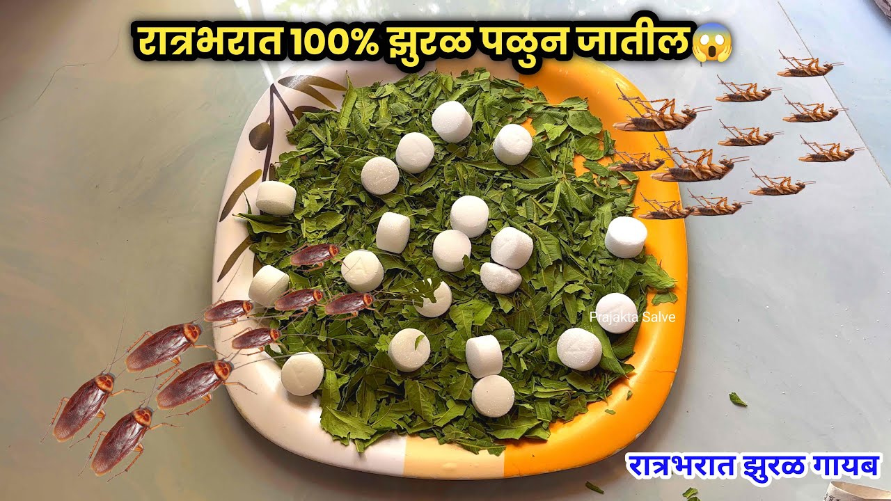 पुढचे 10 वर्ष एकही झुरळ येणार नाही😱 | Zural Ghalvnyche Upay | Cockroach Satti Upay