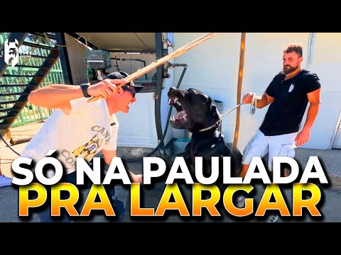 VISITEI CANE CORSO MALUCO NA ITÁLIA | CANE CLUB KENNEL