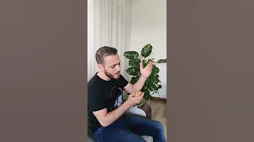 قال للنبي انا مش سعيد 