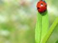 Bizet - La Coccinelle