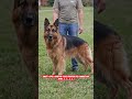 German Shepherd Dog – Intelligent &amp; Loyal Family Protector 🐕🔥 #shorts #ashishsaxena