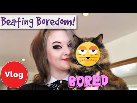 Video: Pagpapagaan Ng Boredom Para Sa Indoor Cats