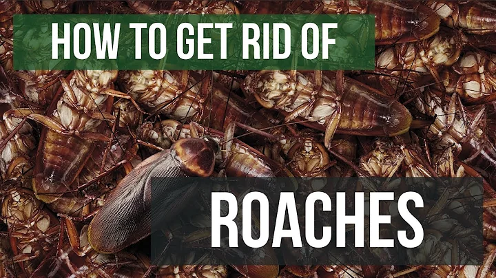 How To Get Rid of Cockroaches Guaranteed- 4 Easy Steps - DayDayNews