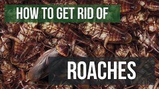 How To Get Rid of Cockroaches Guaranteed 4 Easy Steps