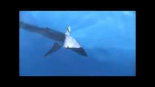 Boobytrapfishingteam.com catches 21 Swordfish in a trip sets new world record