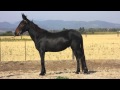 3 Friesian Mules for sale. Driving Prospects.