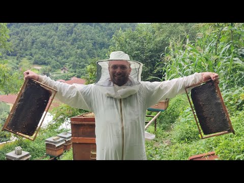 Kestane bal hasadı 2023 (aşkın Çakmak arılığı )      Chestnut Honey Harvest