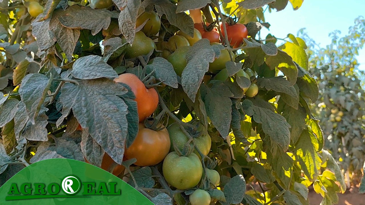 EXEMPLO DE SUCESSO NA TOMATICULTURA
