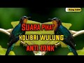 SUARA PIKAT Kolibri wulung (Kolibri MUNCANG)/ TERBARU