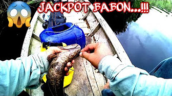 Teknik Dan Umpan Jitu Mancing Ikan Gabus Bujuk Youtube