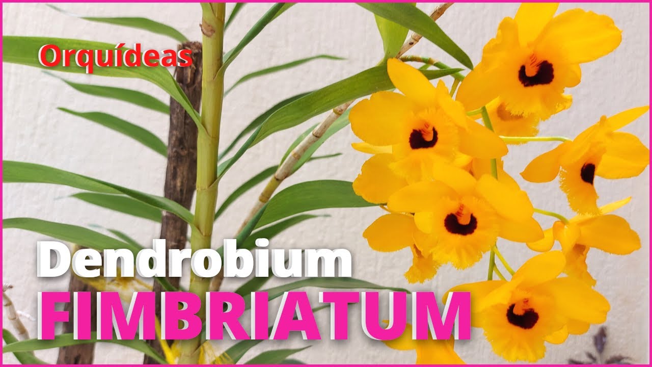 ORQUÍDEA ONCIDIUM SPHACELATUM | Floração e dicas de Cultivo 🌸🥰 - thptnganamst.edu.vn