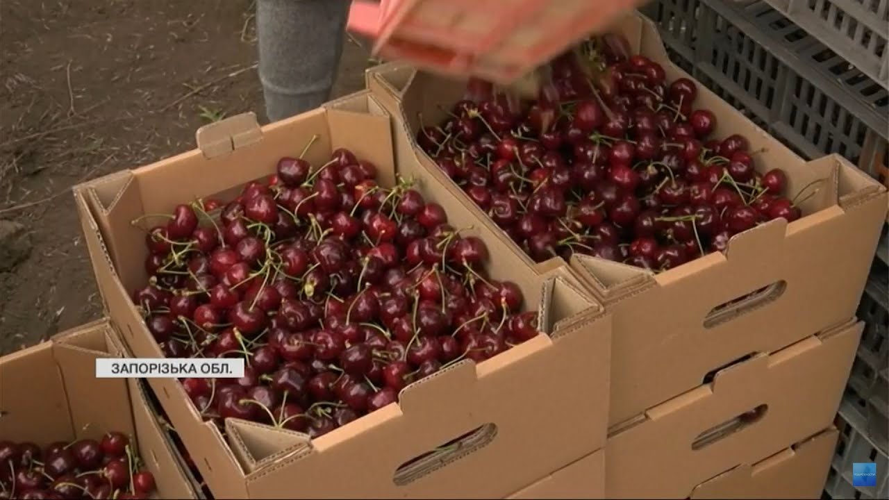 Щодня збирають 100 тонн врожаю: українці з'їхалися на збір врожаю до волинського Хорохорина