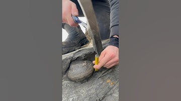 Ichthyosaur Jaw Found On Beach! #coast #teeth #jaw #beach