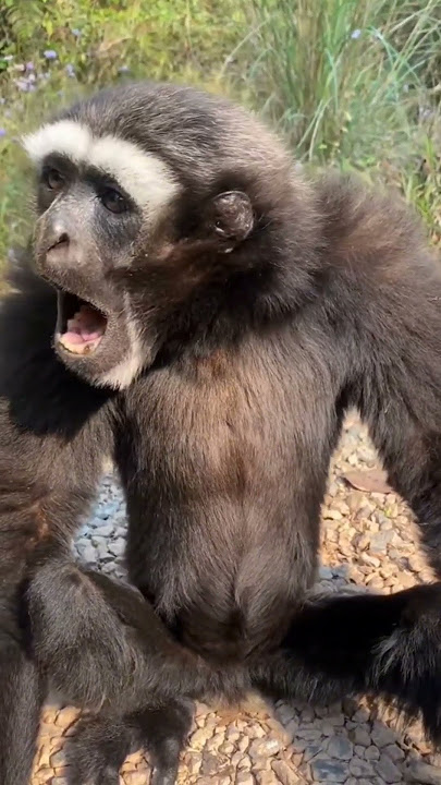 Lucu Dan Unik !!! Perbedaan Lemur dan Owa.