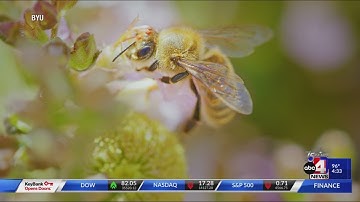 BYU students using AI to translate the ‘bee waggle’