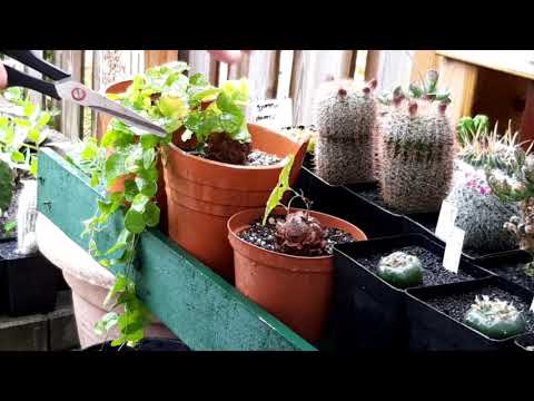 Video: Plant En Versorg Jasmyn (27 Foto's): Hoe Om 'n Struik Te Plant? Wanneer Om Te Plant? Hoe Om Oor Te Plant? Hoe Om Uit 'n Tak Te Groei? Snoei Na Blom