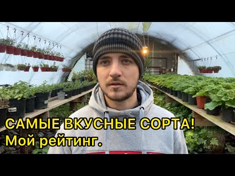 Эти сорта томатов обязательно посажу для себя в 2023 году!