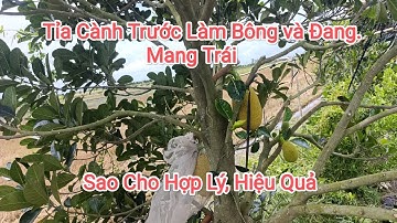 Cách tỉa cành trước làm bông nghịch vụ hay cây đang mang trái và phương pháp chăm sóc cây hợp lý 