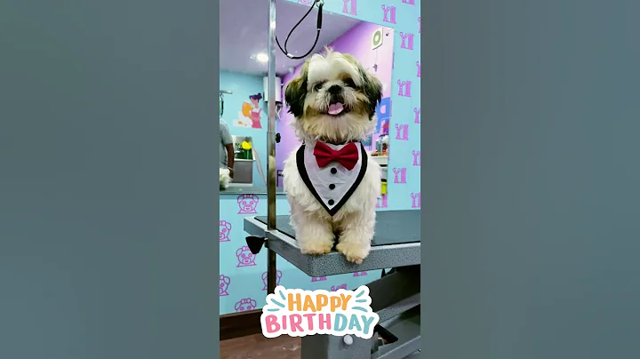 Pet Grooming In Bangalore | Pet Grooming Service At Home In Bangalore | Dog And Cat Grooming | Augie