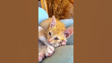 Đà Lạt chữa lành - P2 #shorts #canquetsaigonofficial #canquetsaigon