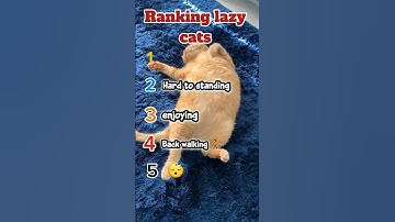 Look this cats how they are lazy #shorts #trending #cat #funny #fyp #viral #views #worldwide