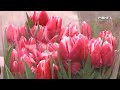 Тюльпани на вулицях Рівного: справжня ціна святкування 8 березня - НОВИНИ СЬОГОДНІ