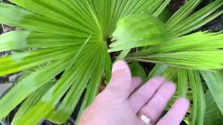 Can you have palm trees in Austin Texas?