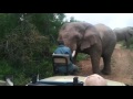 Close Encounter with African Elephant! Barrows